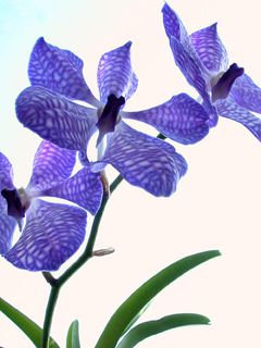 Orchids