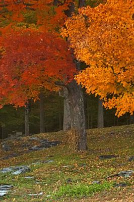 Vermont - wallpaper preview