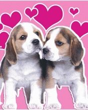 Beagle