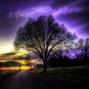 Tree Beside The Road