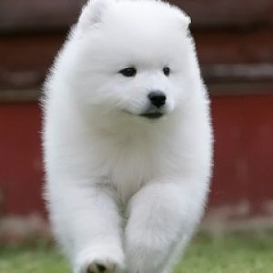 Samoyed Pup