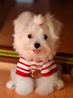 Adorable Maltese - wallpaper preview