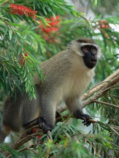 Monkey