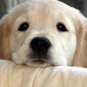 Niedlicher Golden Retriever Welpe
