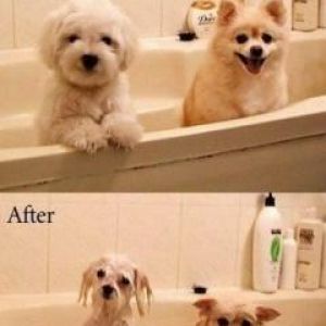 Vor und Nach der Hundepflege