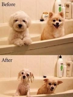 Vor und Nach der Hundepflege