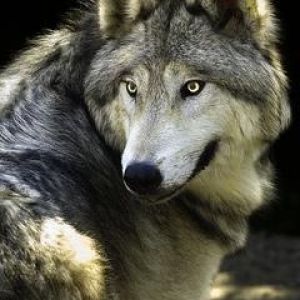 Majestätisches Wolfsporträt