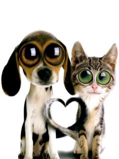 Niedlicher Hund und Katze