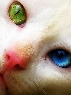 Einzigartige Katzenaugen