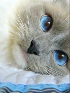 Niedliche Blauäugige Katze