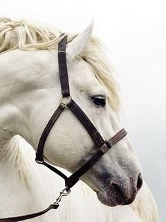 Majestätisches Weißes Pferd