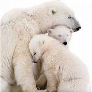 Eisbärenfamilie