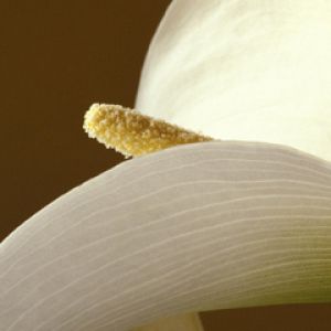 Elegante Weiße Blume Nahaufnahme