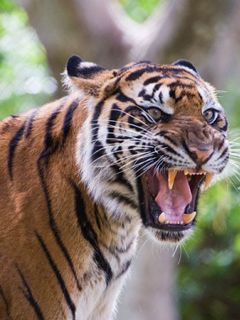 Majestätischer Brüllender Tiger