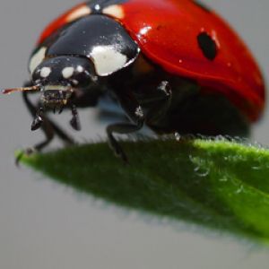 Nahaufnahme eines Marienkäfers