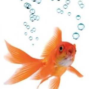 Goldfisch Schwimmt mit Blasen