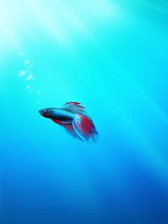Bunter Betta Fisch Unter Wasser
