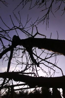 Silhouette von Bäumen bei Dämmerung