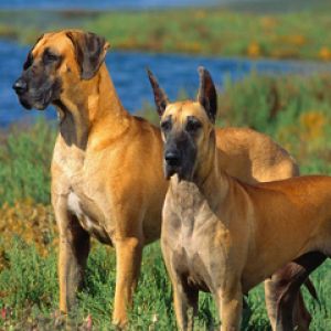 Deutsche Doggen in der Natur