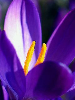 Lebendige Lila Blume