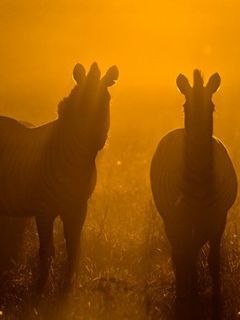 Zebras im Sonnenuntergang