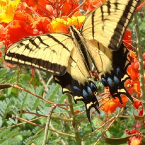 Bunter Schmetterling auf Blume