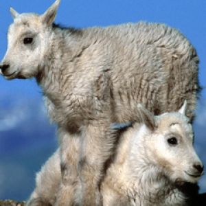 Niedliche Bergziegenbabys
