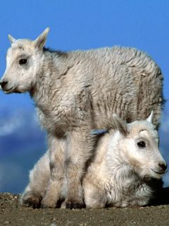 Niedliche Bergziegenbabys