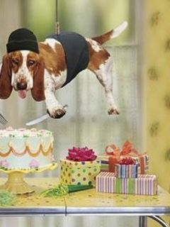 Lustiger Hund stiehlt Kuchen