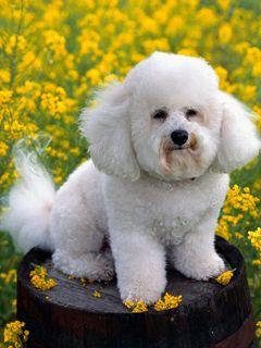 Niedlicher Bichon Frise in Blumen