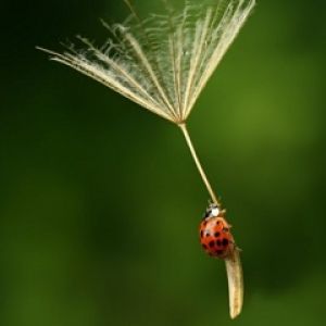 Marienkäfer auf Löwenzahnsamen