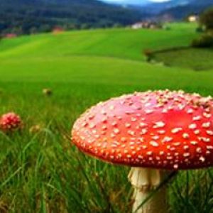 Lebendige Rote Pilz in der Natur
