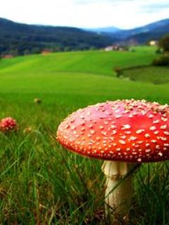 Lebendige Rote Pilz in der Natur