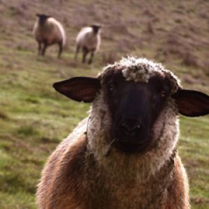 Neugieriges Schaf auf der Weide