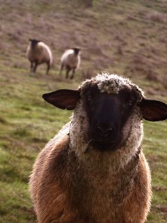 Neugieriges Schaf auf der Weide