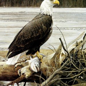 Weißkopfseeadler mit Fisch