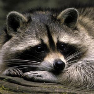 Niedlicher Waschbär Hintergrund