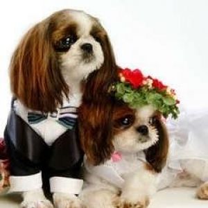 Niedliche Hunde in Hochzeitskleidung