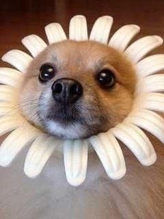 Süßer Hund mit Blumenkranz