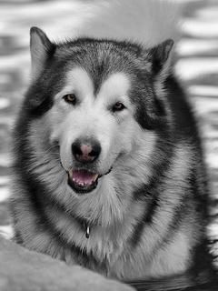 Majestätischer Alaskan Malamute