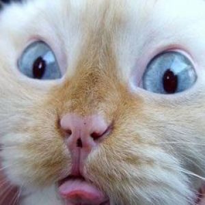 Lustiges Katzen Gesicht