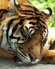 Majestätischer Tiger Nahaufnahme