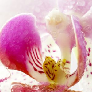 Schöne Orchideenblüte