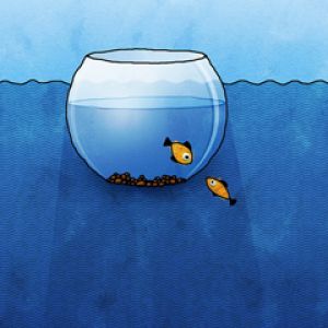 Niedliche Fische in einer Schüssel