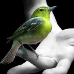 Grüner Vogel auf Hand