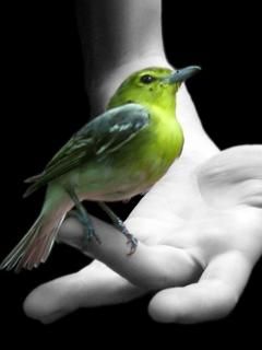 Grüner Vogel auf Hand