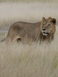 Majestätischer Löwe im Gras