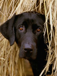 Schwarzer Labrador im Heu
