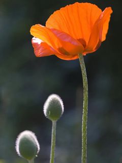Lebendige orange Mohnblume