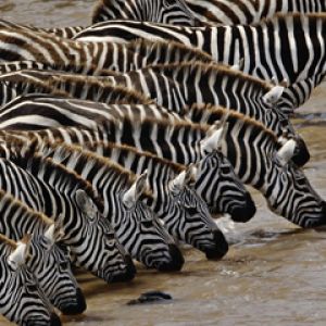 Zebras am Wasser